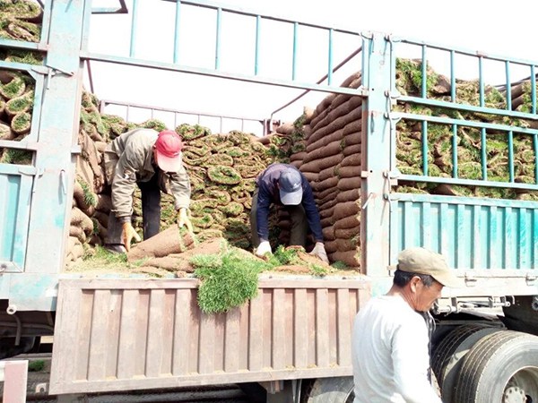 草坪種植鋪建