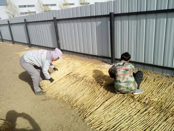 草坪種植鋪建